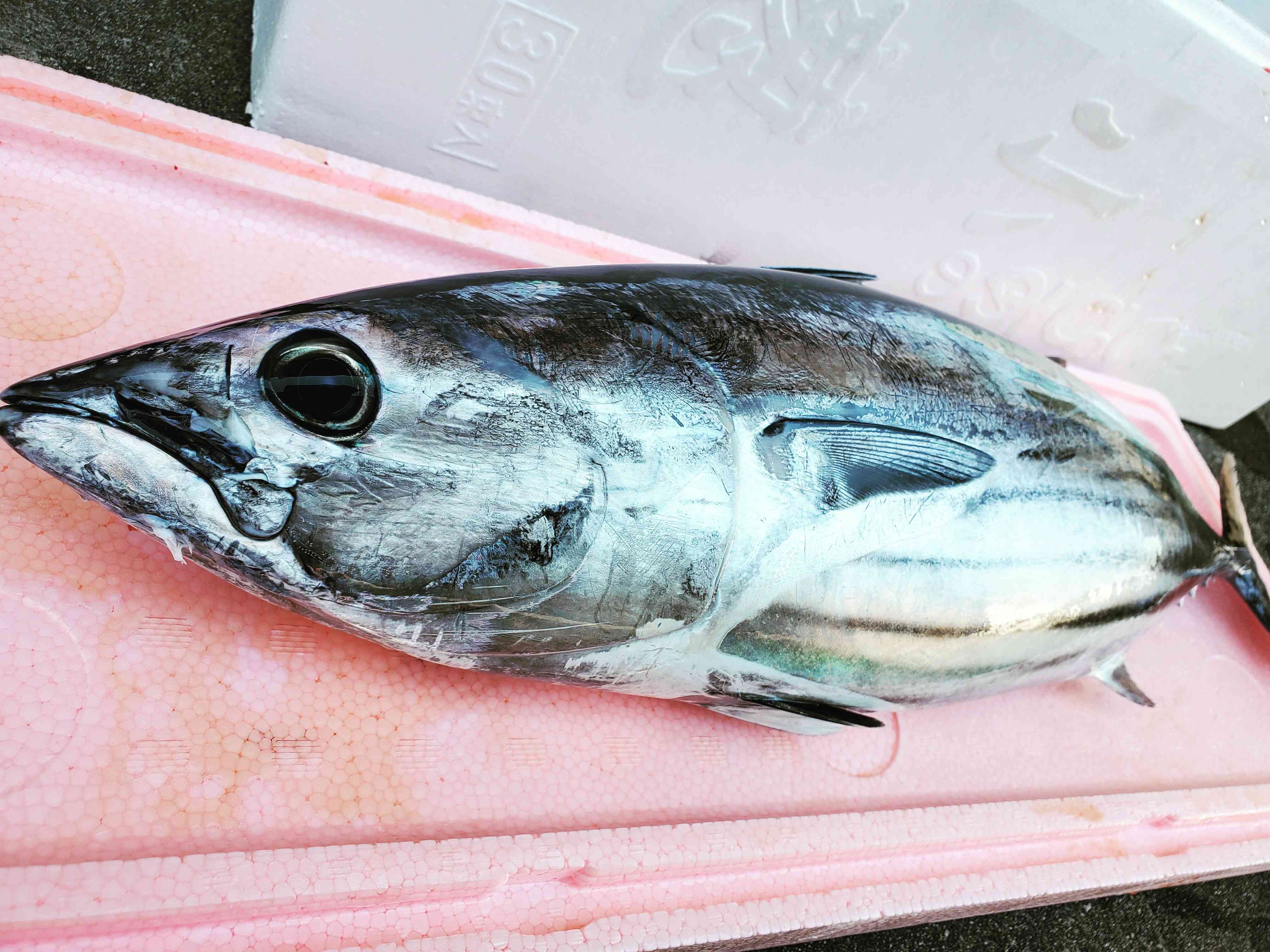 春から夏ごろにかけて水揚げされる
「もちカツオ」
当店自慢のカツオです。
水揚げ状況によりあるときないときとあります。
感動の食感！