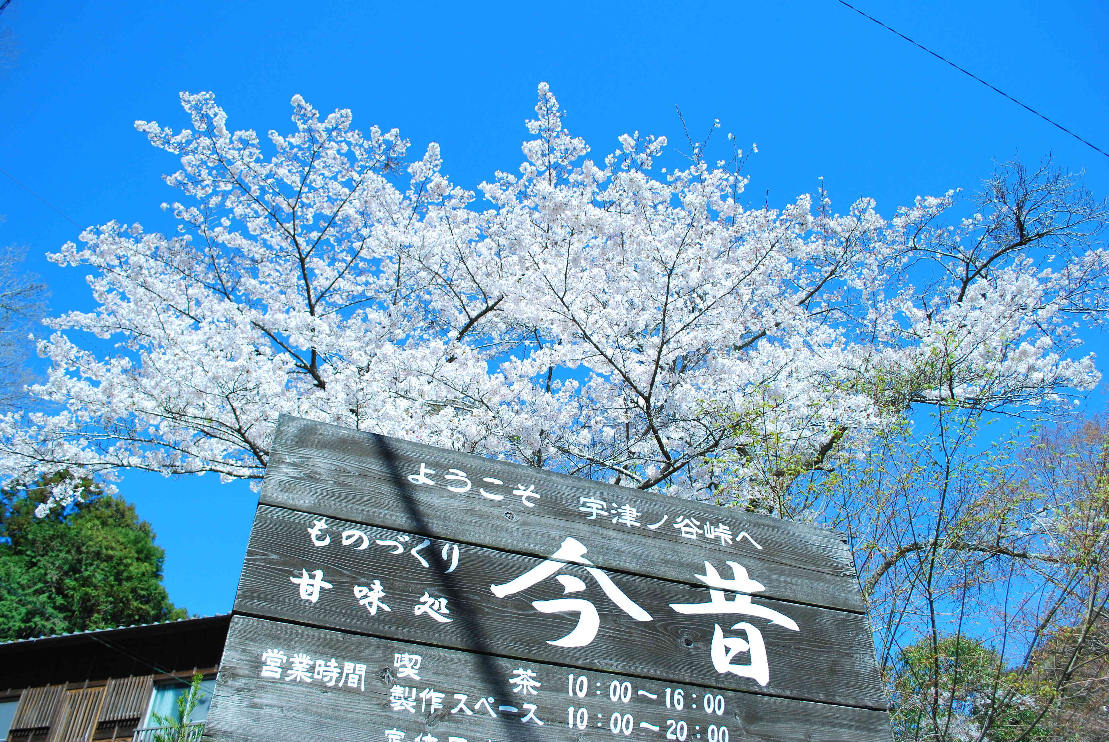 春は桜、夏は新緑、秋は紅葉を見ながら、甘味を楽しむことができます。
2階の模型製作スペースからは桜など間近で見ながら、模型作りを楽しめます。