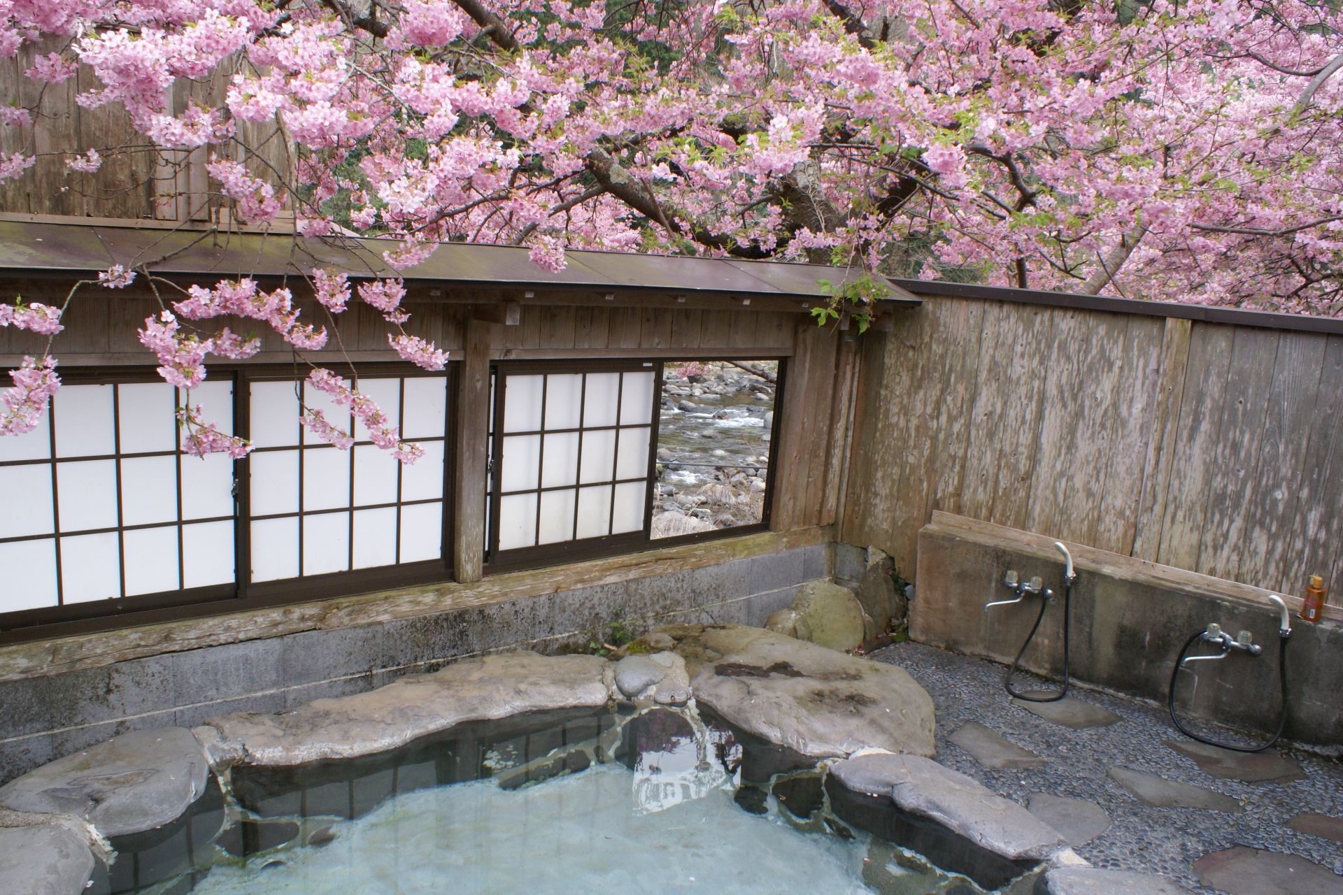 2月河津桜の露天風呂好評。