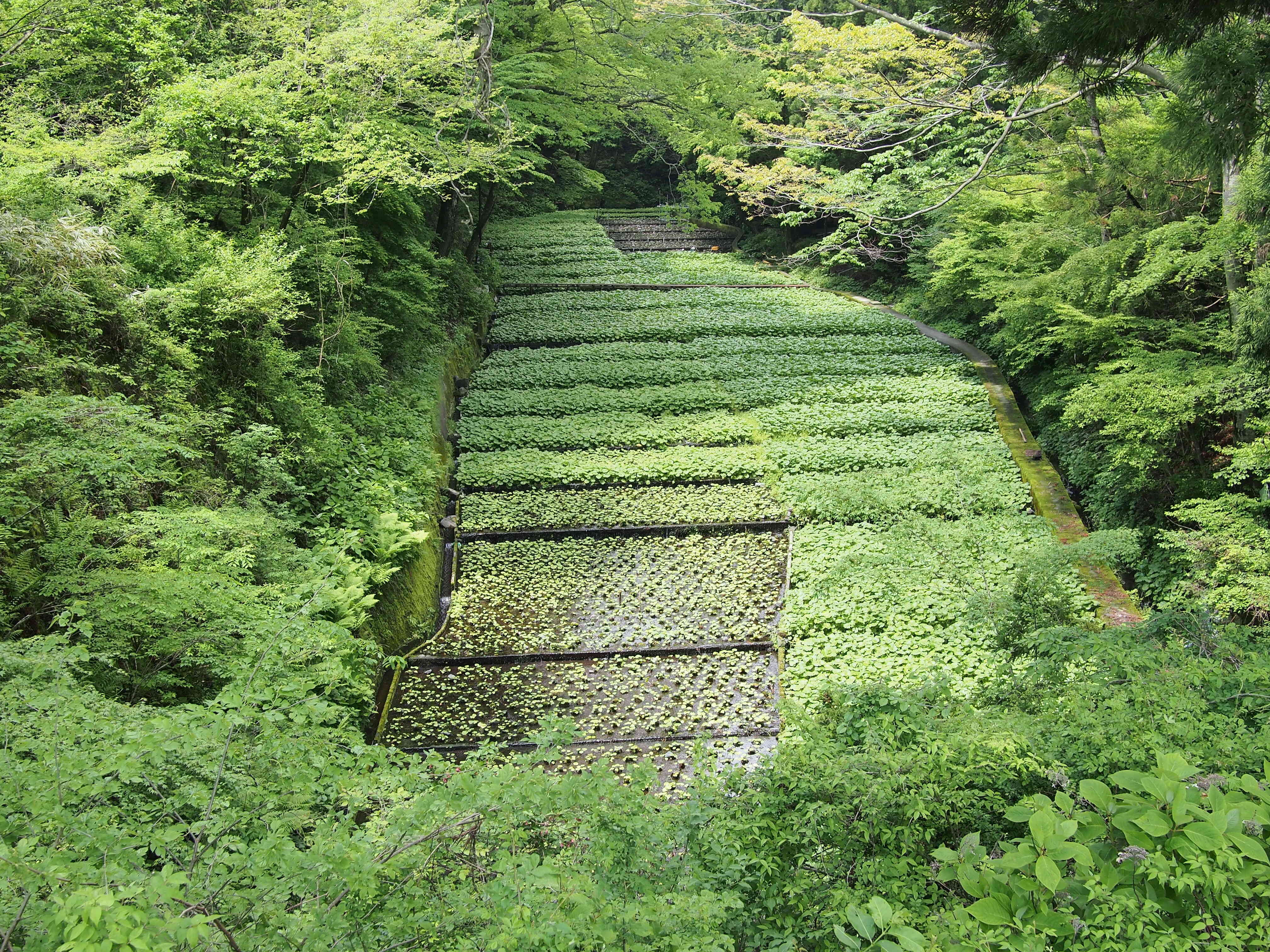 店舗横のわさび沢