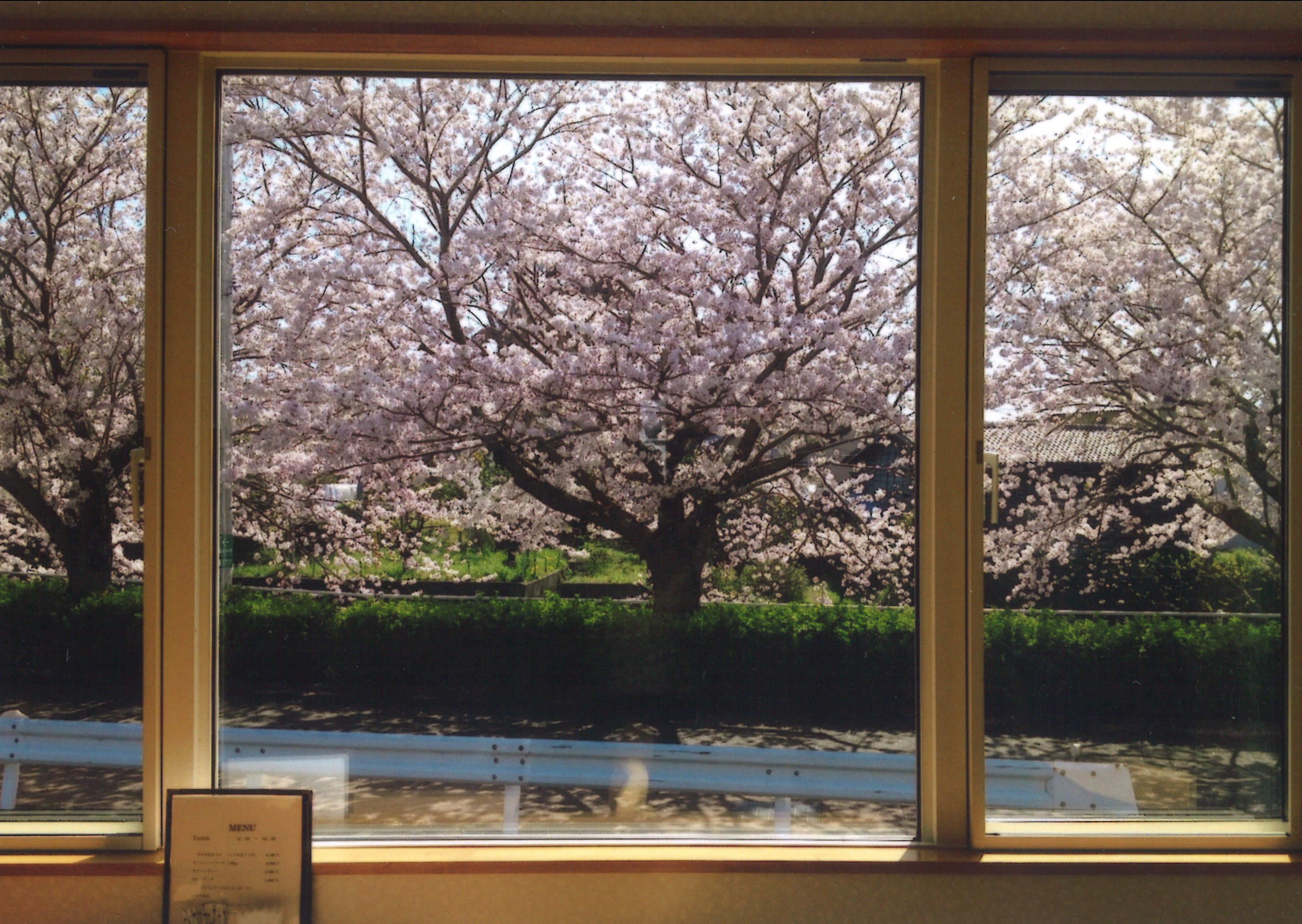 春は大きな窓から桜が見れます。