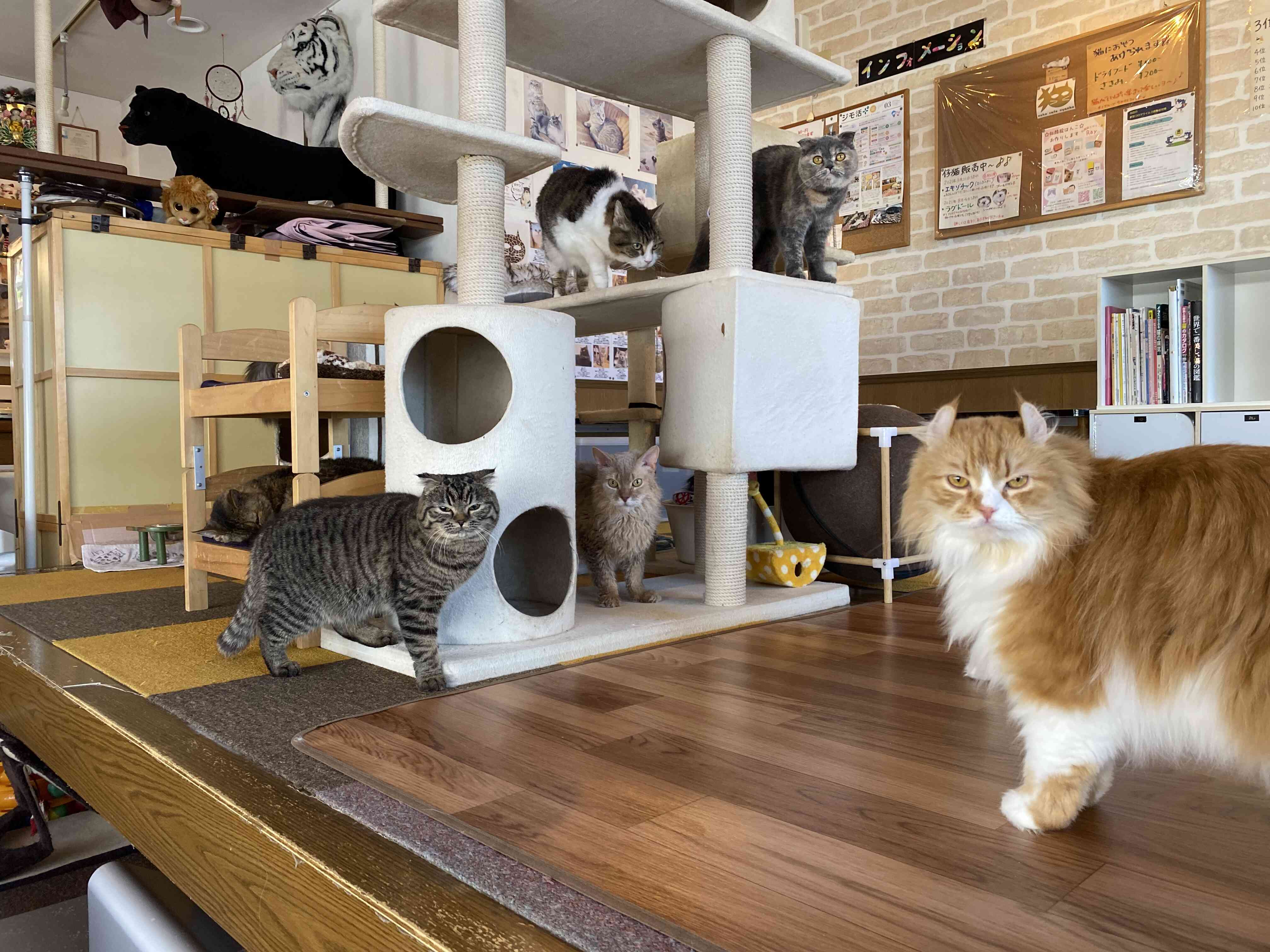 [1944]  猫　カフェにゃんこ　 ハンドメイド