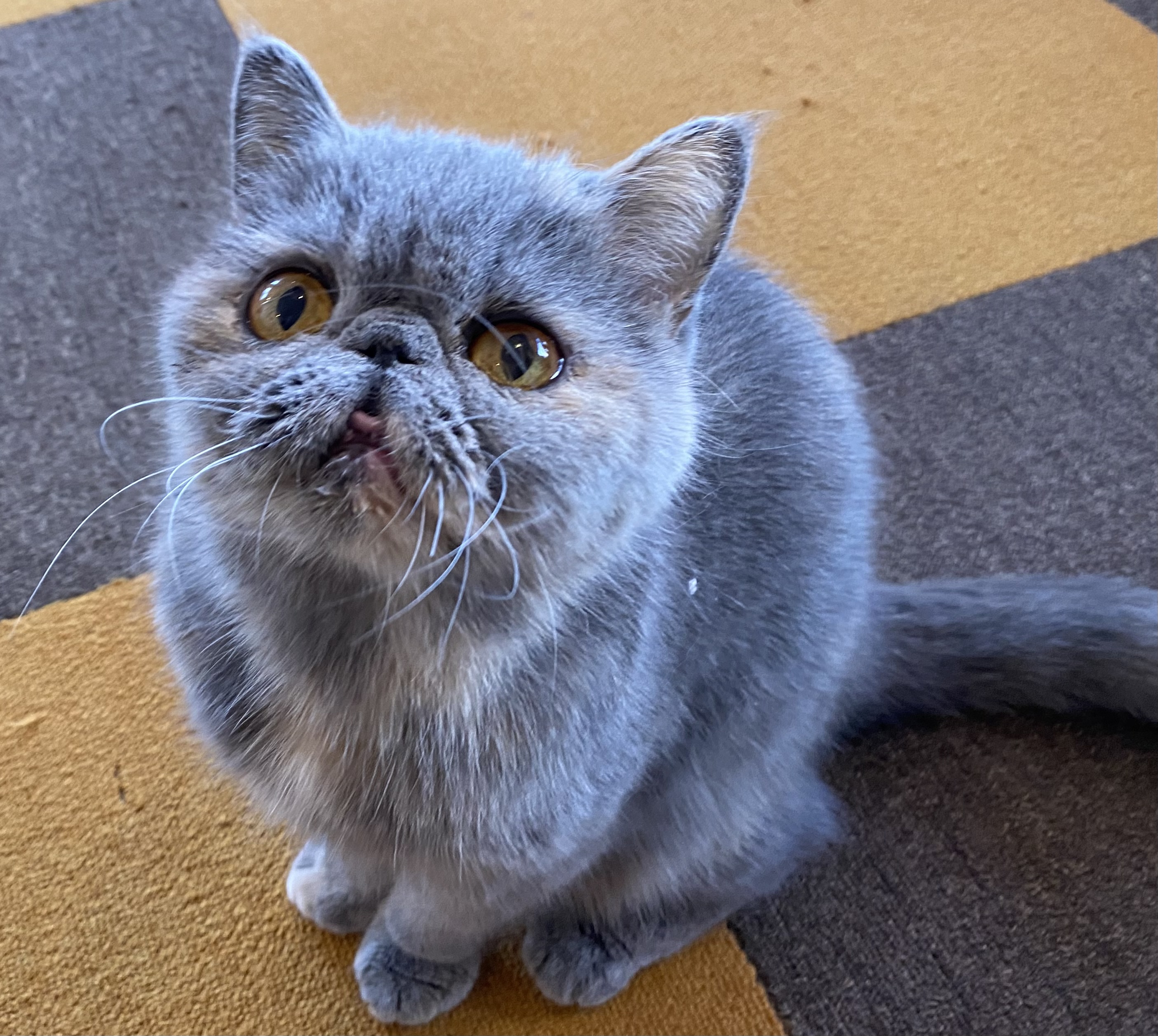 超癒やし系の、ブサかわ猫。エキゾチックショートヘアーのどらみちゃんです。