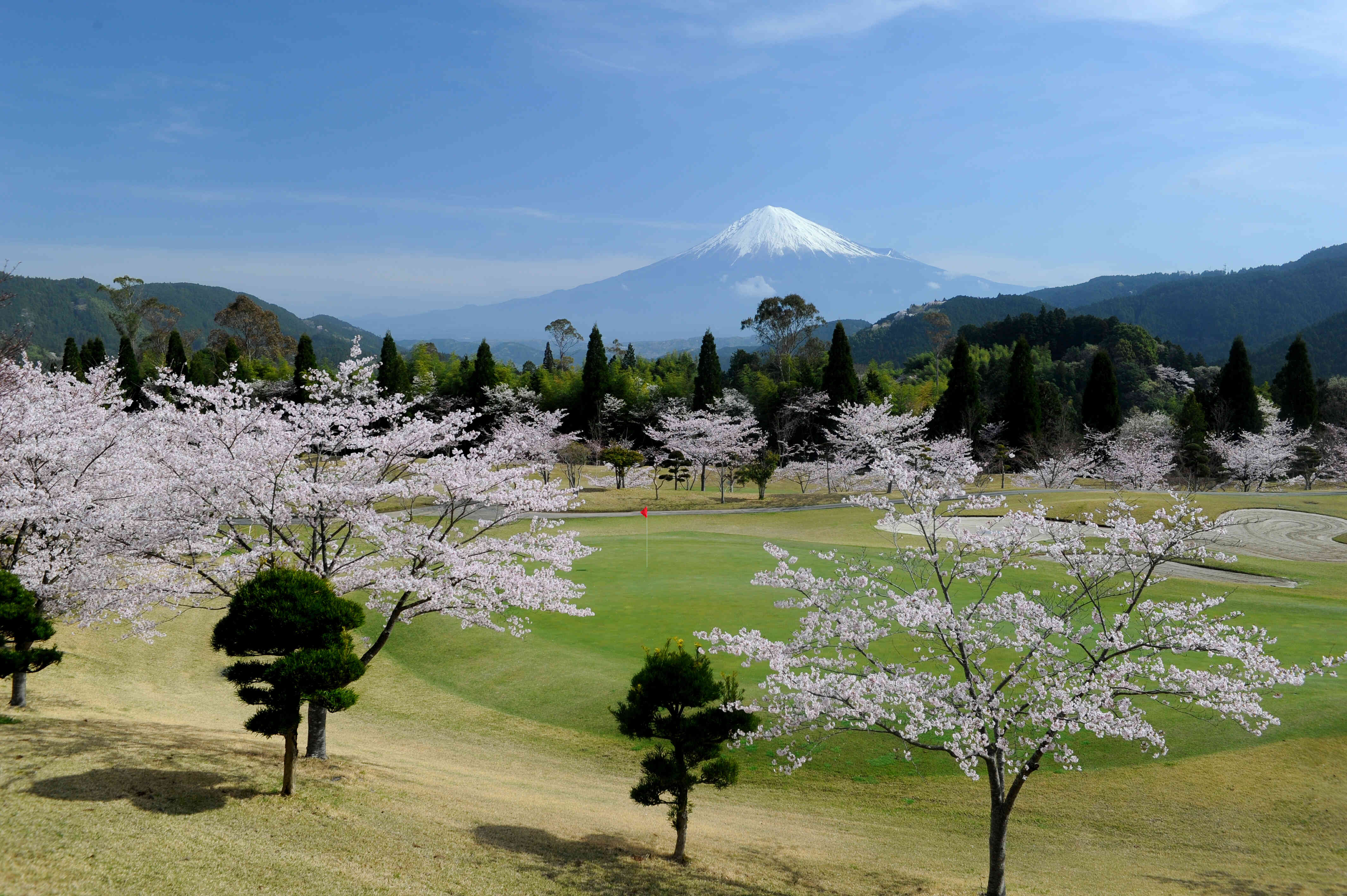 桜の季節のゴルフコース