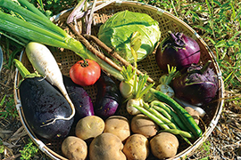 当宿の畑で収穫した無農薬の新鮮野菜をふんだんに使い、工夫を凝らした創作料理が評判です。ひとつひとつの素材を活かした手料理で皆さまをおもてなしします。