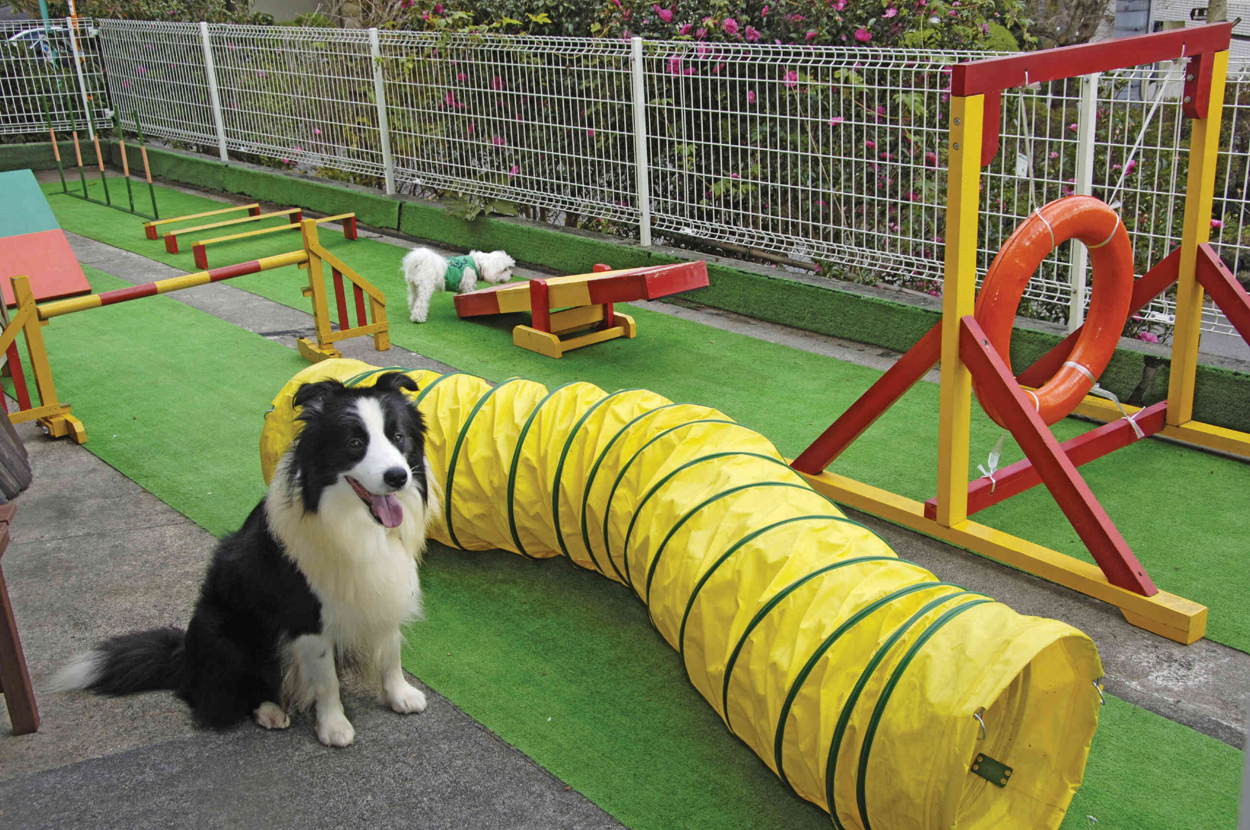 海の見えるドッグランで愛犬と一緒に思う存分遊ぼう！