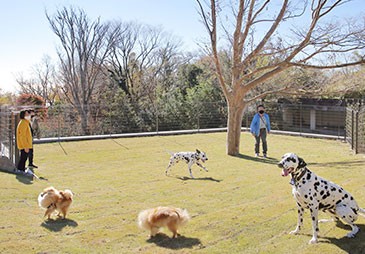 全犬種用のウッドチップのドックランと小型犬用の芝生のドッグランがございます。写真は、小型犬用のドッグランです。