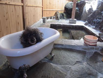 伊豆高原の天然温泉です。半露天(壁も天井もありますが・・)の個室タイプ。お部屋ごとの貸切でご利用いただけます。わんちゃん用の湯船も用意していますので、ご一緒にどうぞ♪