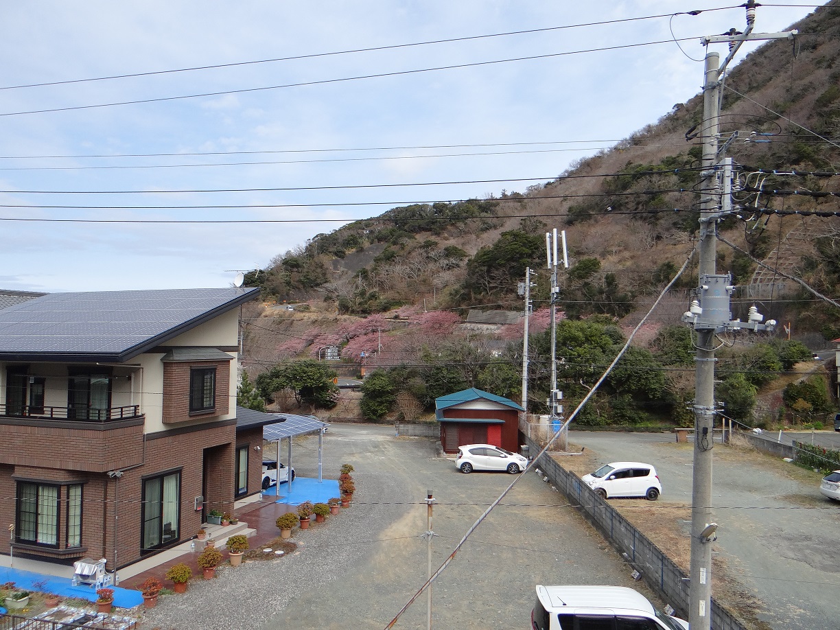 屋上から見た駐車場。季節は２月中旬、国道沿いに河津桜が咲いています。