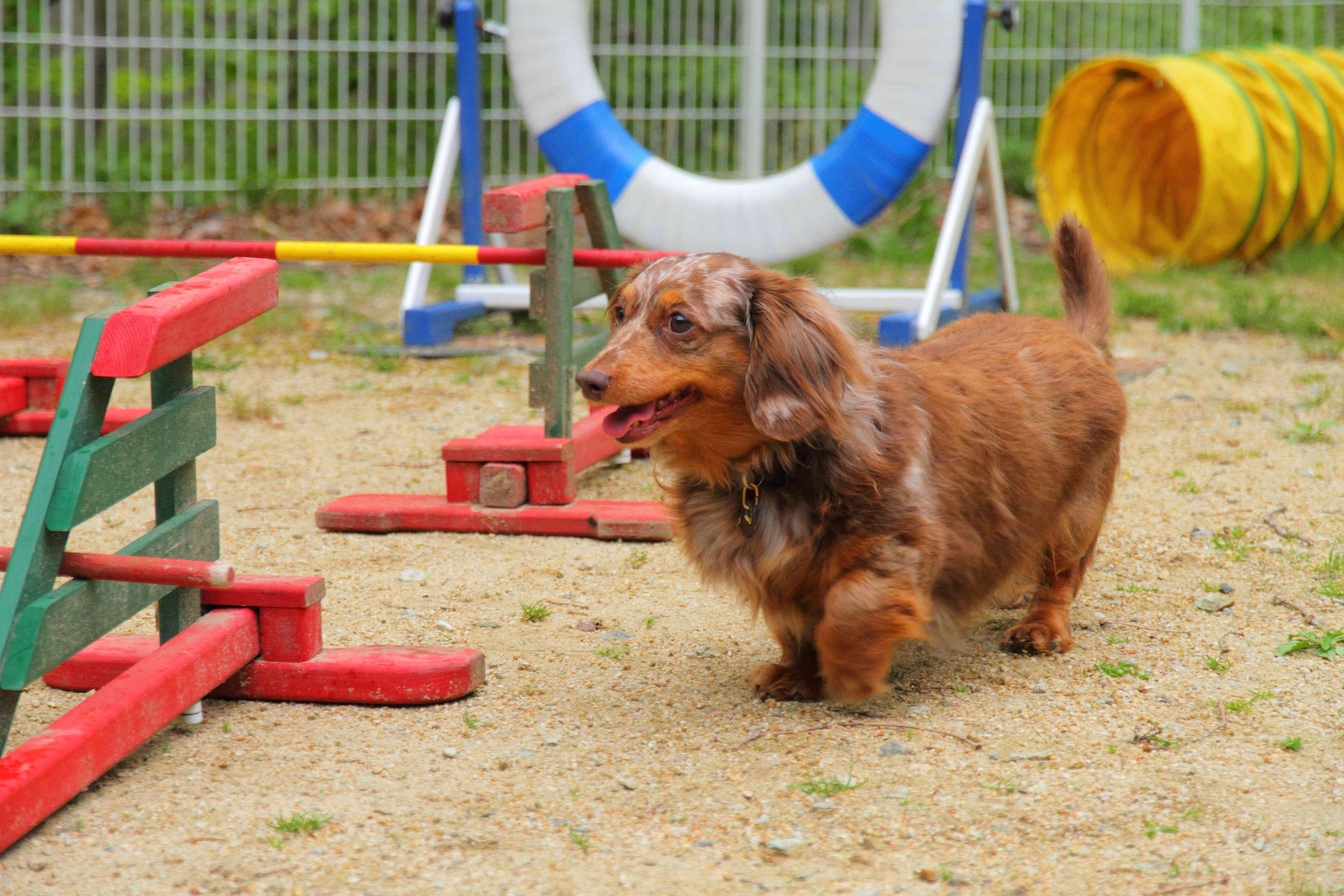 緑望むアジリティのあるドッグラン。愛犬と一緒に思う存分遊ぼう！