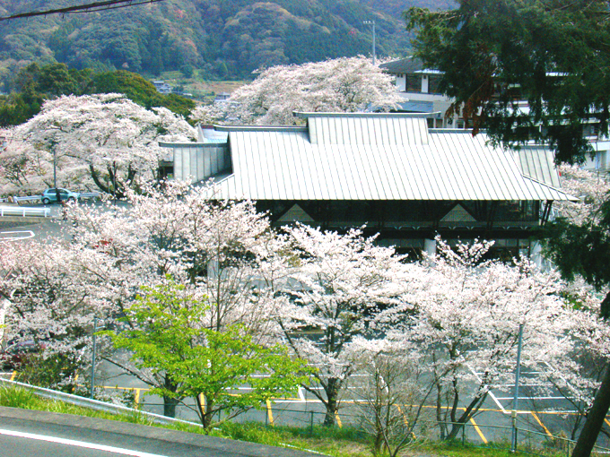 桜に囲まれたレストランです。