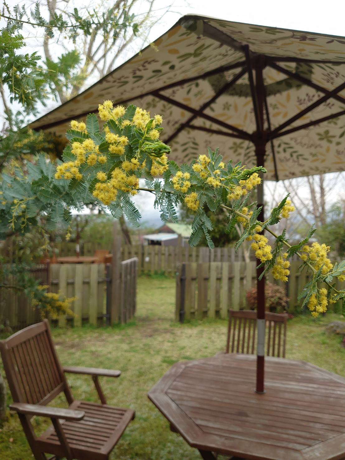 晴れた日にはお花や植物など自然を堪能できます。