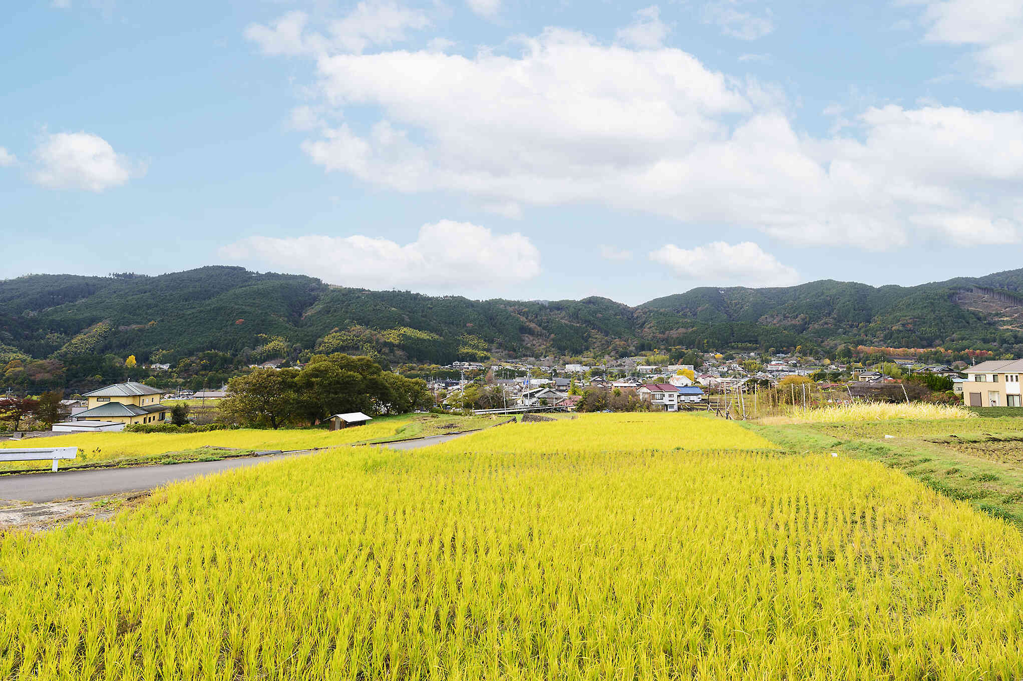 見渡す限りの田園風景が広がる柚野。オーナーの深澤さんはここで米、麦、蜂蜜、柑橘類などたくさんの農作物を栽培している。ビールにクロモジを使うのは、山を知る猟師ならではの発想。