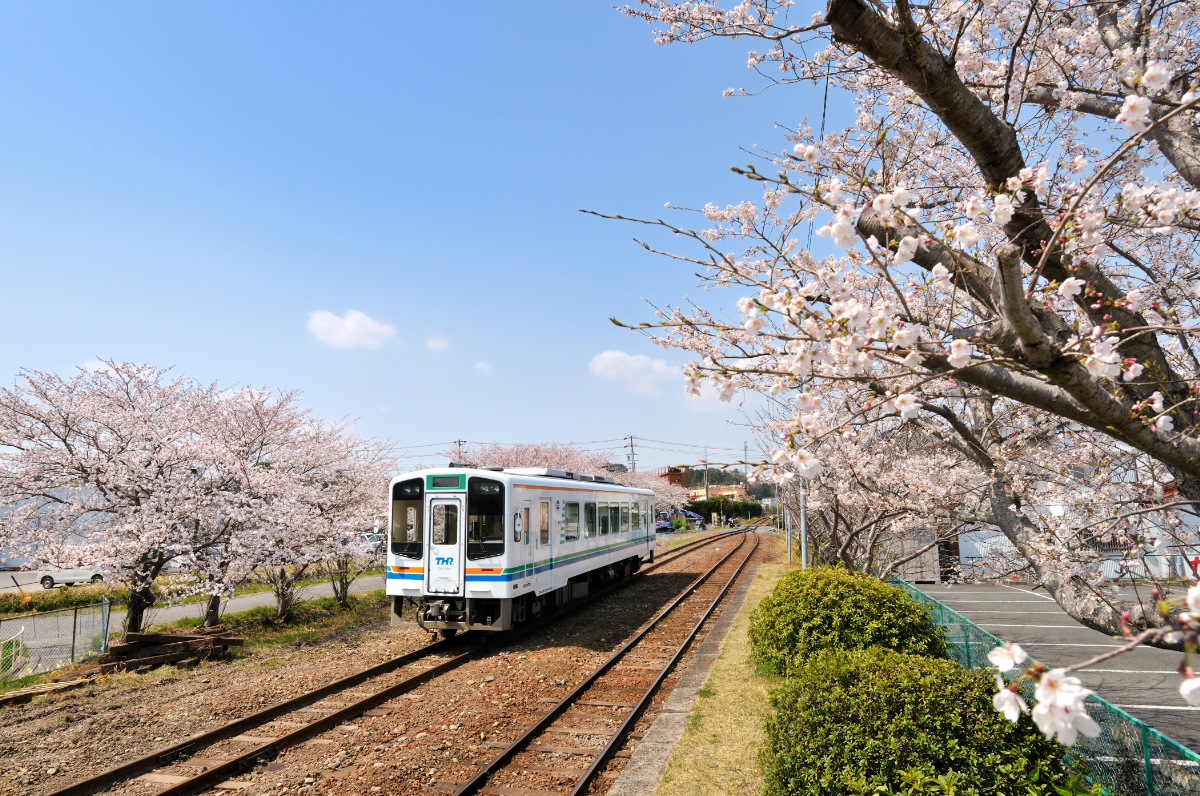 春の桜木駅付近の様子。ほかの場所でも桜や菜の花が沿線を彩る。