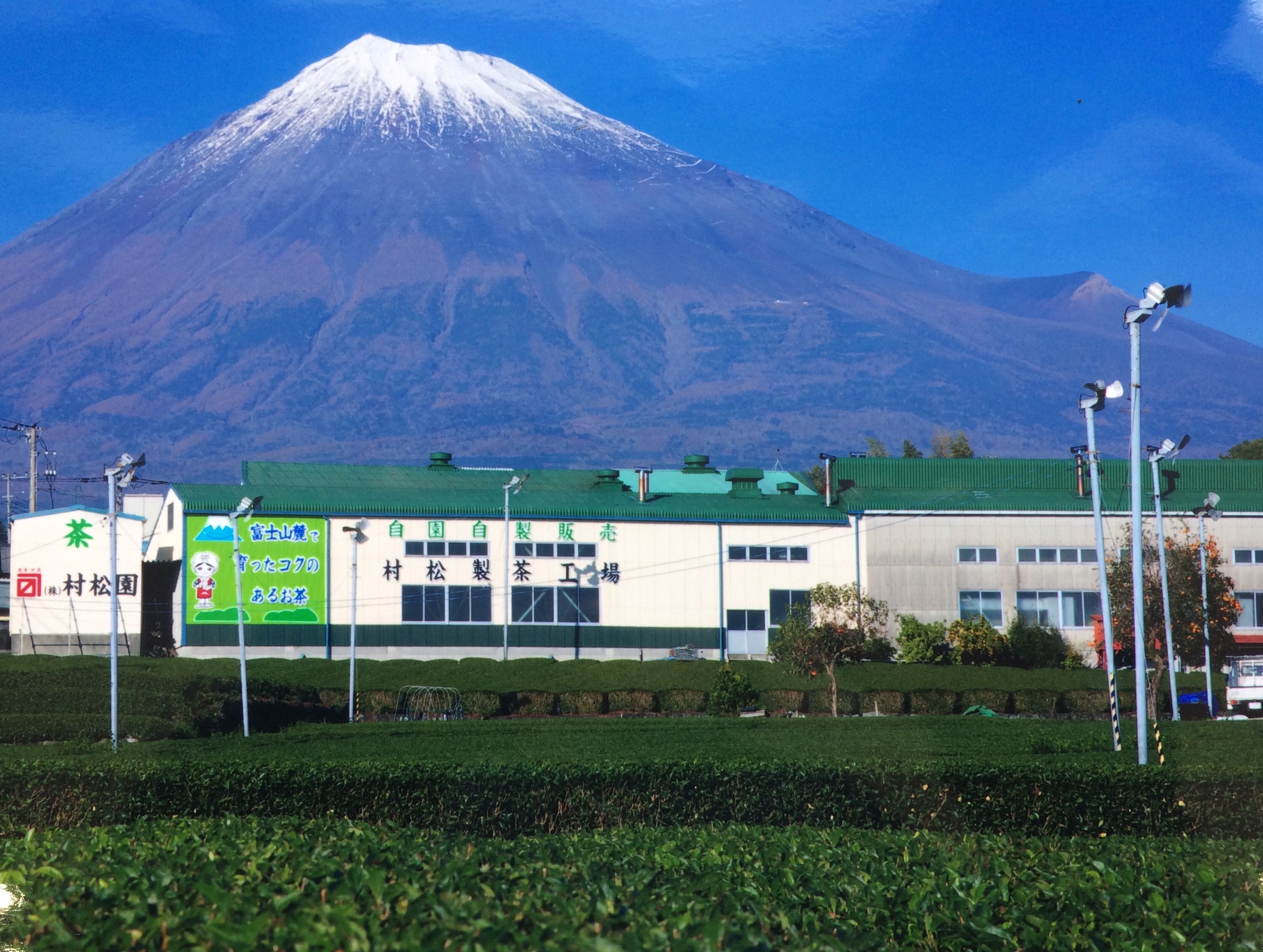 雄大な富士山を背景に村松園（村松製茶工場）が建っています。