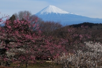 「富士山と梅」の絶好撮影ポイントとして、この季節になると公園には多くのカメラマンが訪れます。