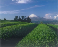 周辺には茶摘み体験ができる茶園さんもあります。