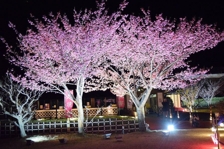 真冬に咲き乱れる土肥桜