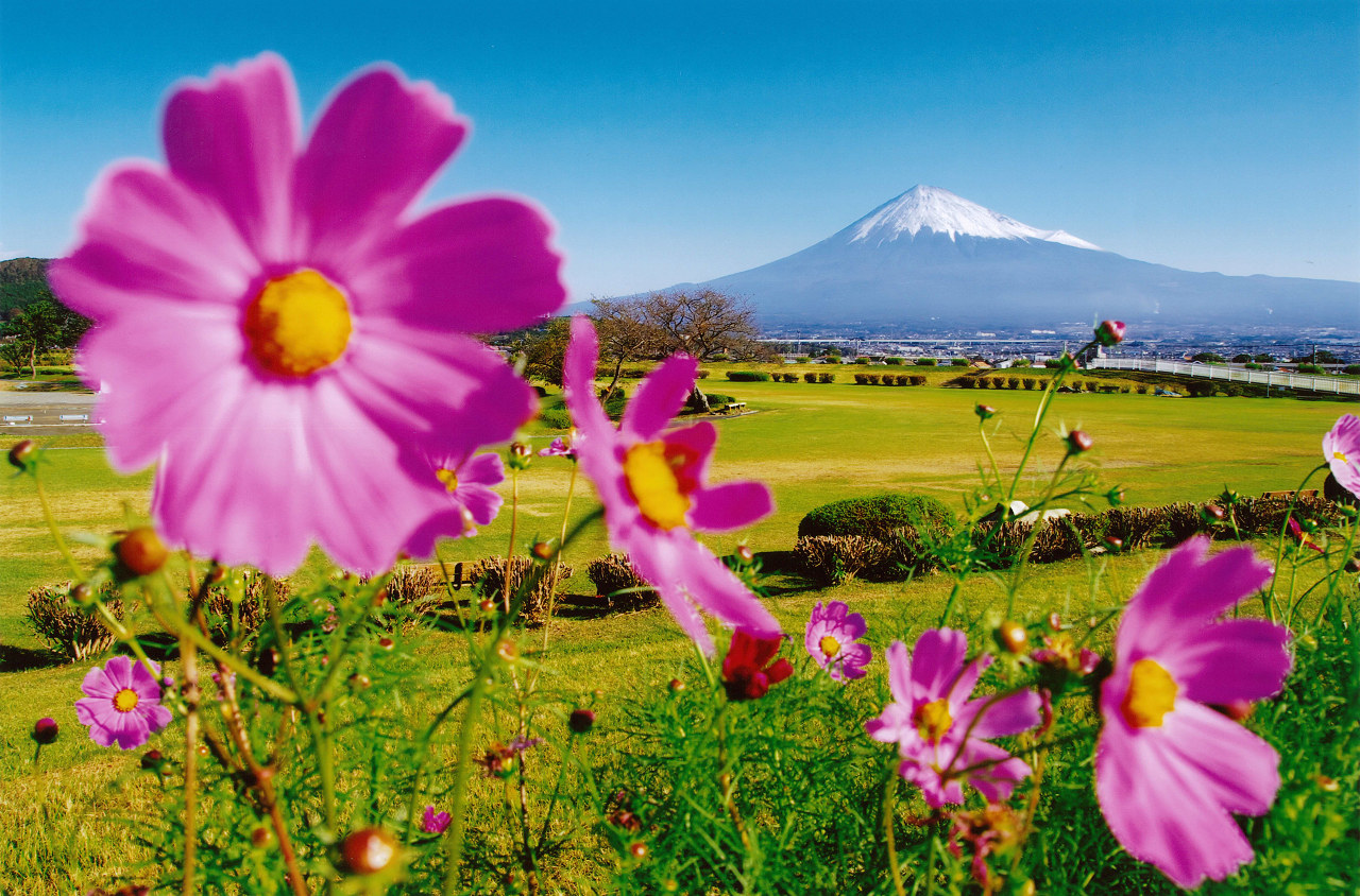 秋にはコスモスや彼岸花が咲き誇ります。 第7回富士山百景写真コンテストヤングアイ賞「秋から冬へ」