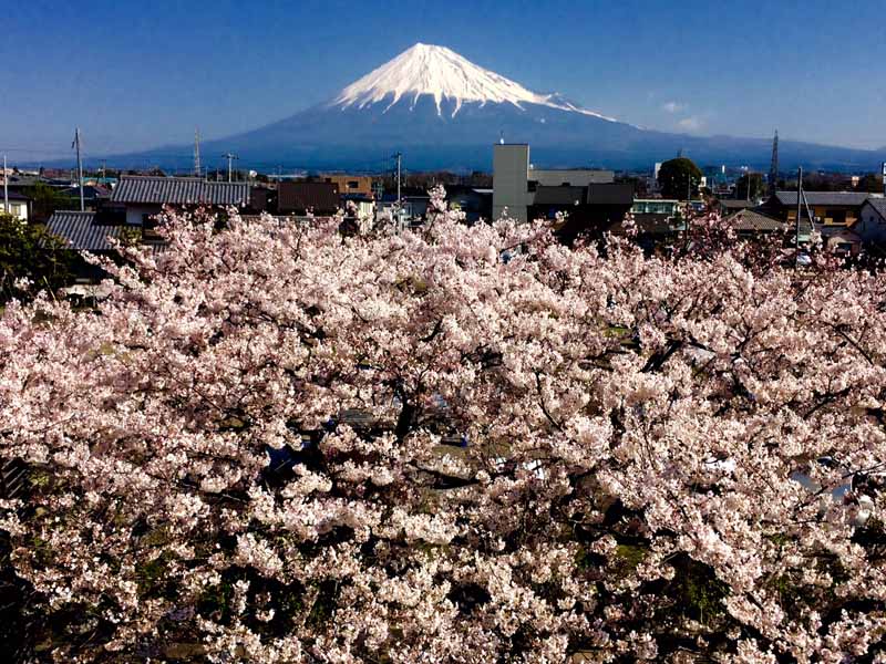 富士山側の客室(シングルのみ)からは視界を遮るものがない富士山をご覧頂けます