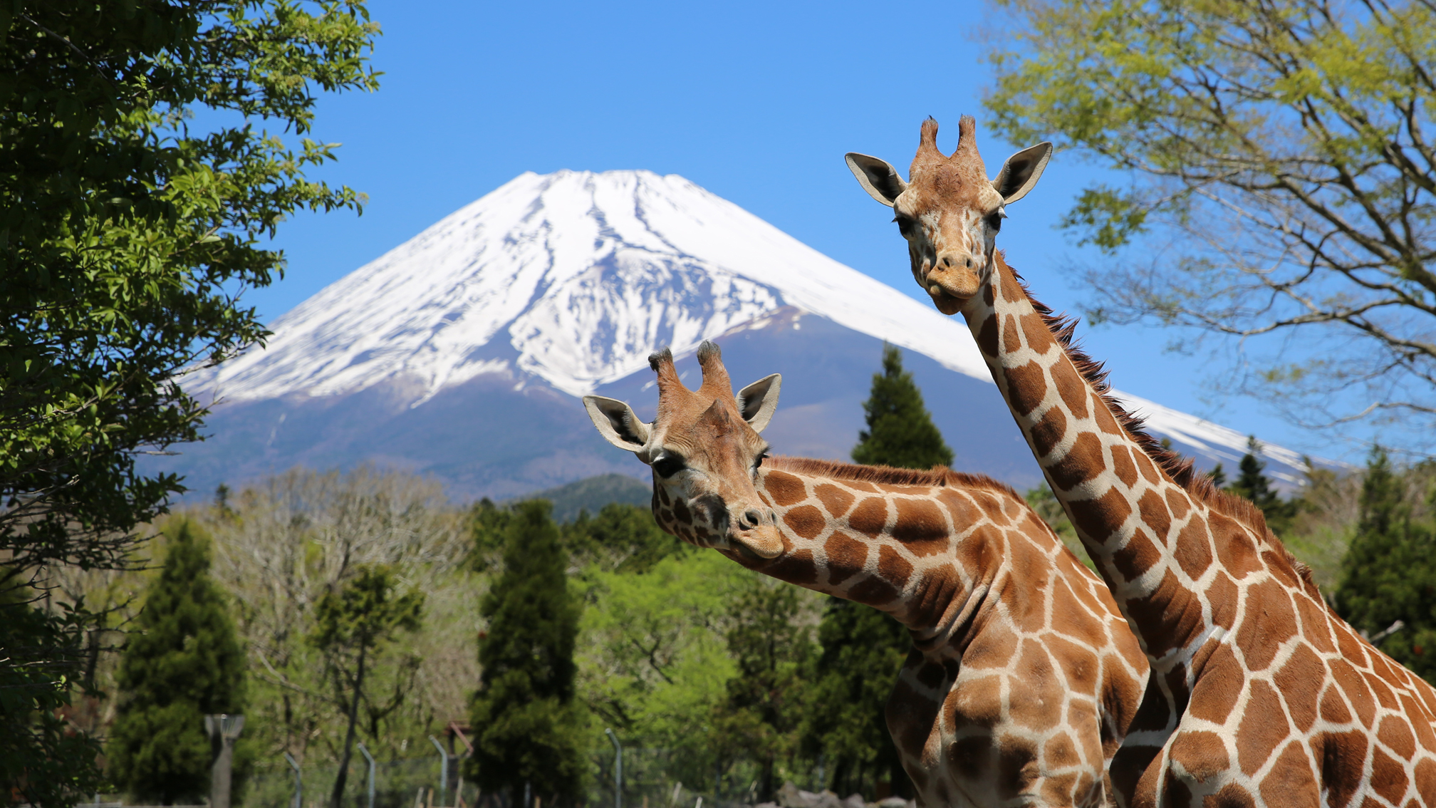 キリンと富士山