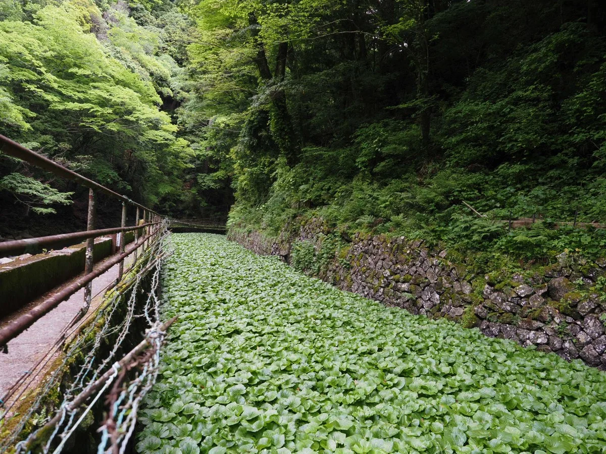 天城越えの舞台 名瀑「浄蓮の滝」や天城トンネルをご紹介します