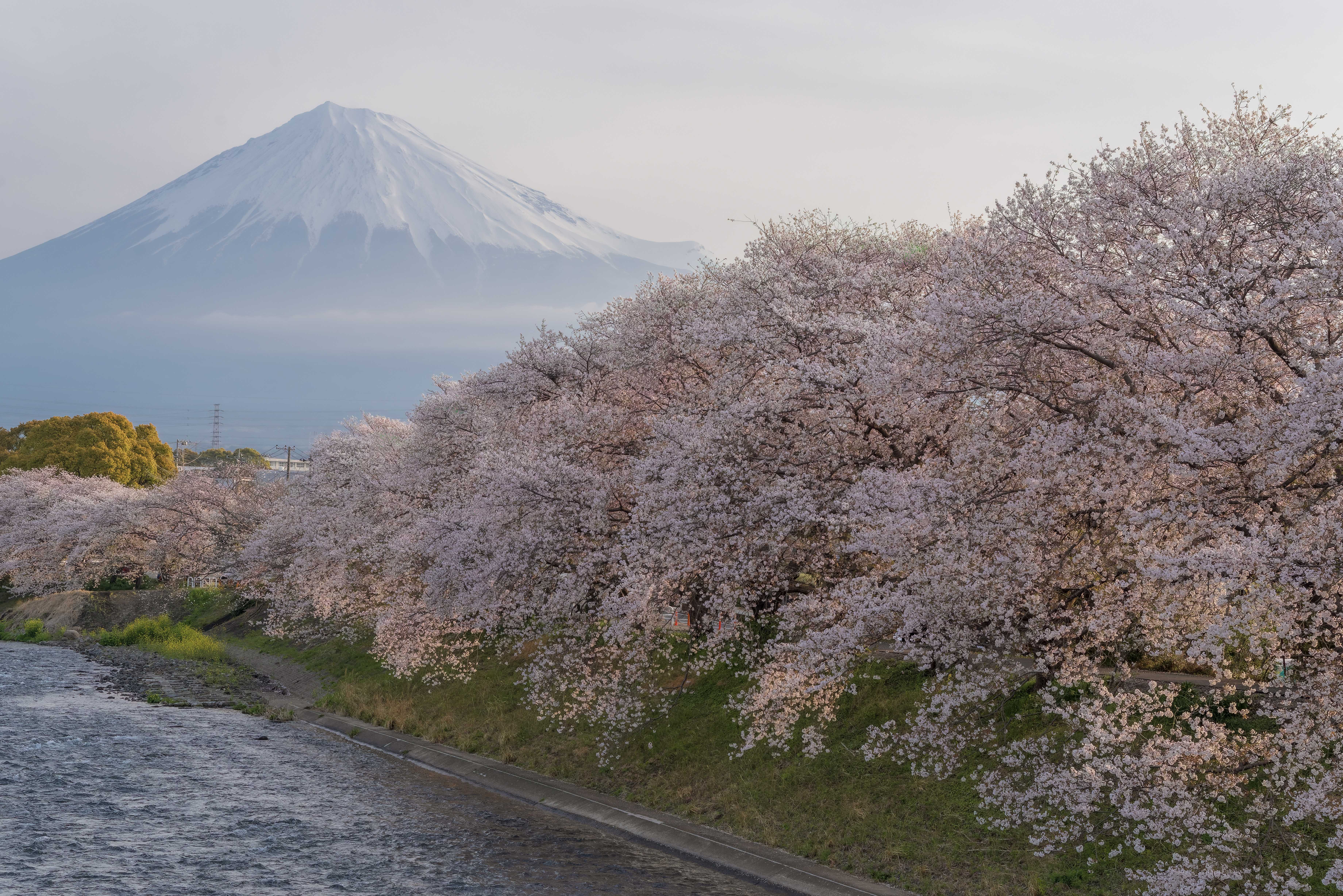 ～春に希みて～