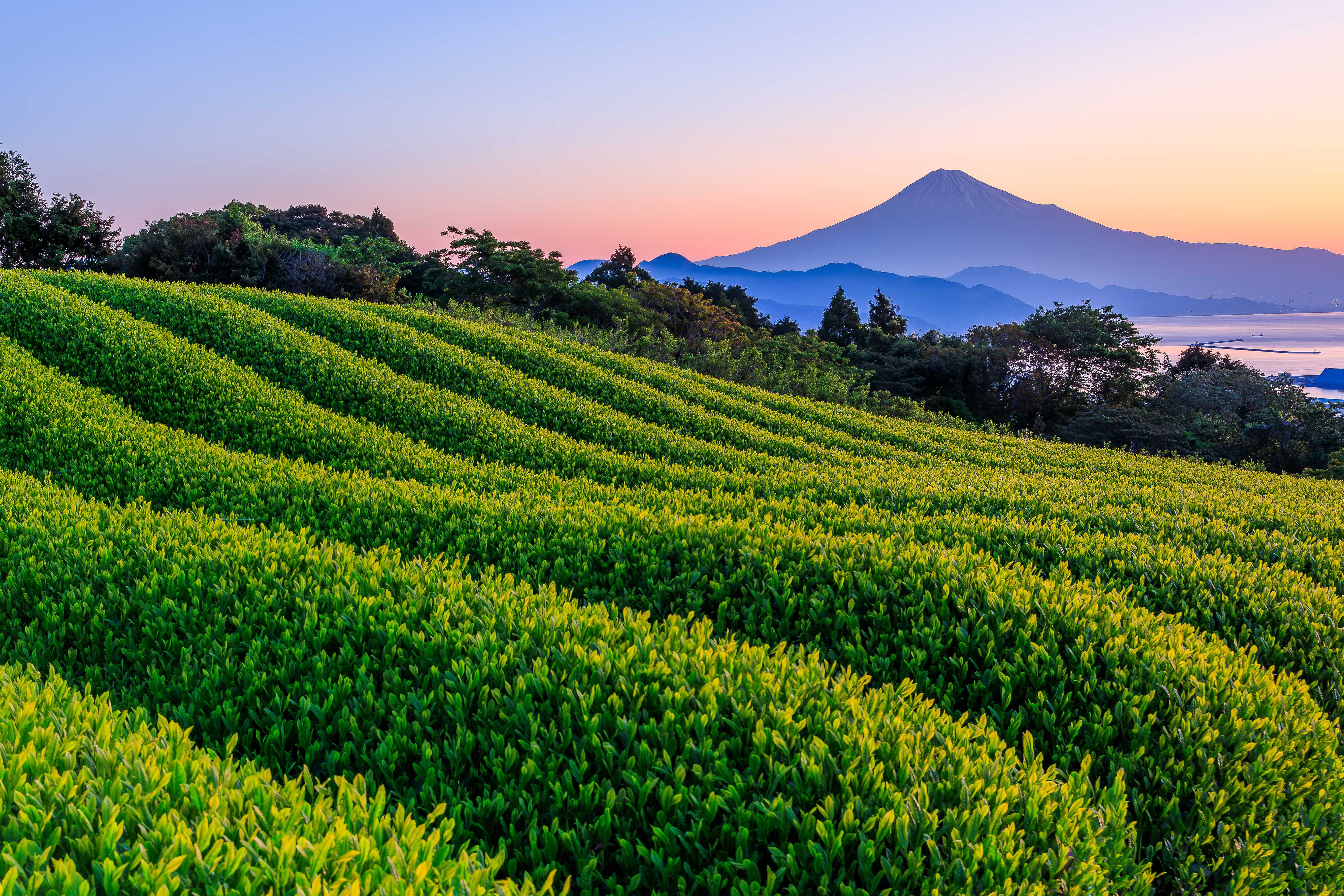 茶畑越しの富士