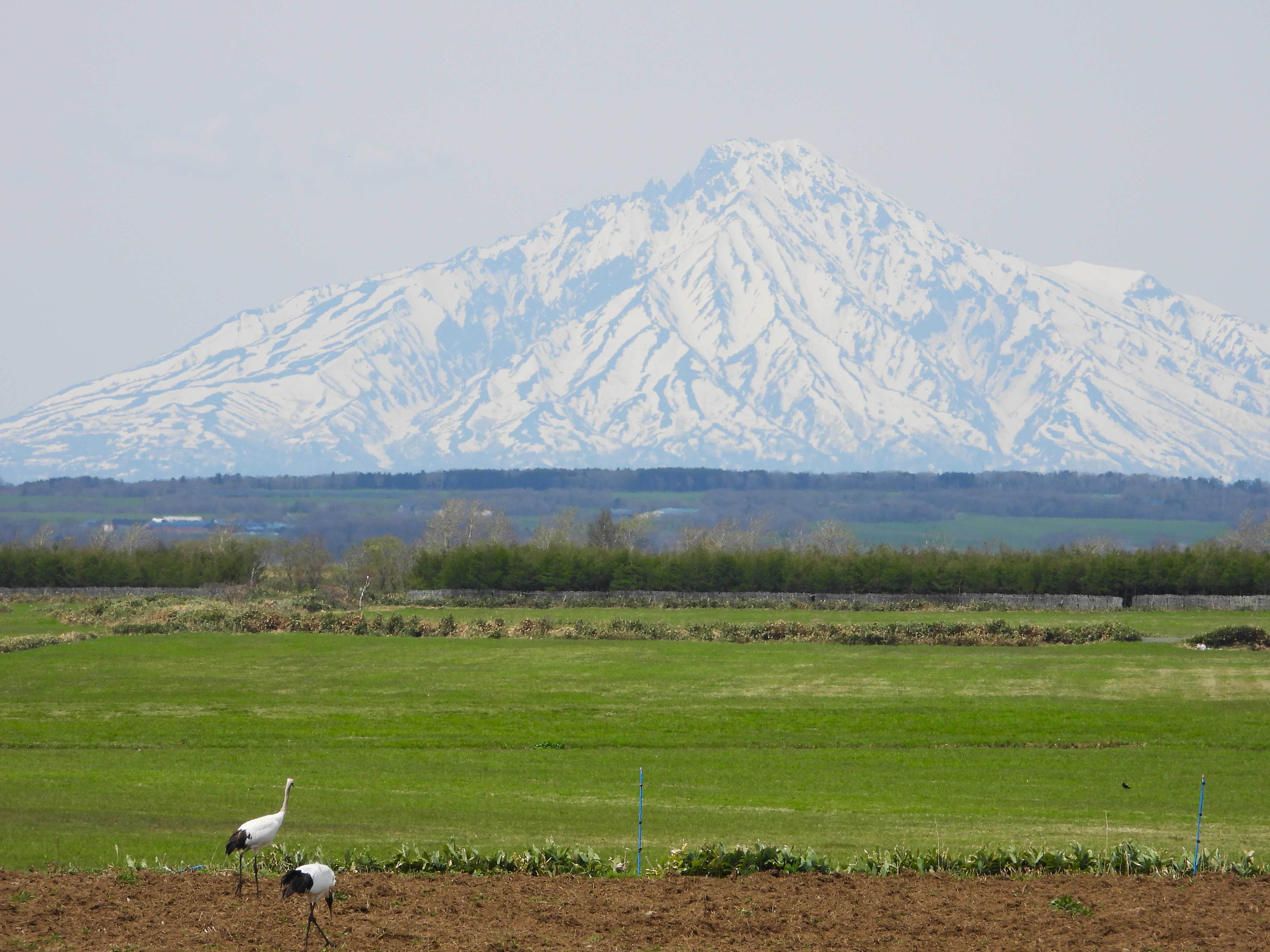 丹頂鶴と利尻富士