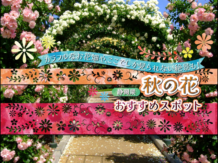 静岡県秋の花おすすめスポット