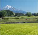 富士エリア