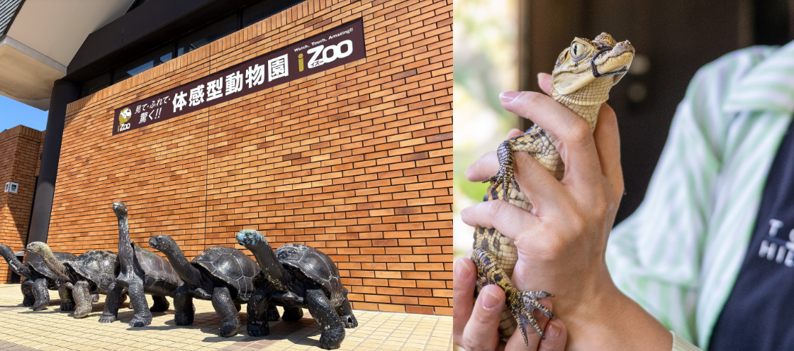 izoo