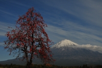 photo?id=1005&suffix=t