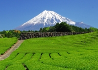 photo?id=10471&suffix=t