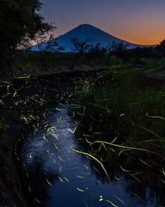 photo?id=10760&suffix=m