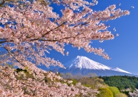 photo?id=10821&suffix=t