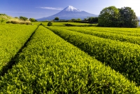 photo?id=10906&suffix=t