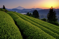 photo?id=10912&suffix=t