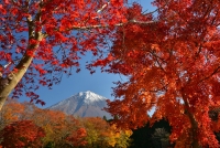 photo?id=10933&suffix=t