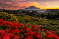 photo?id=11207&suffix=t