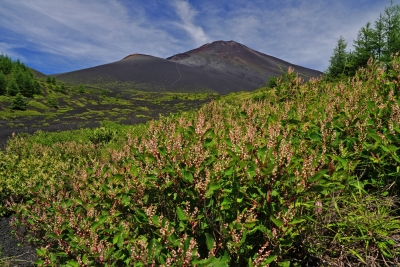 photo?id=11243&suffix=m