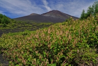 photo?id=11243&suffix=t