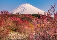 photo?id=11309&suffix=t