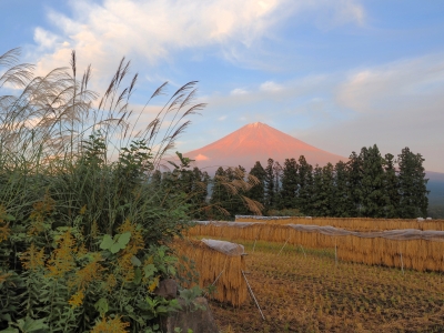 photo?id=11311&suffix=m