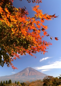 photo?id=1266&suffix=m