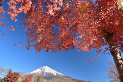 photo?id=1271&suffix=m
