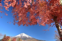 photo?id=1271&suffix=t