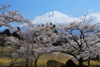 photo?id=1350&suffix=t