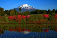photo?id=1370&suffix=t