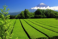 photo?id=1419&suffix=t